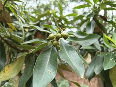 Xanthostemon chrysanthus