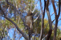 Hieraaetus morphnoides