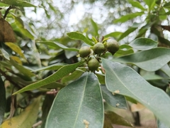 Xanthostemon chrysanthus