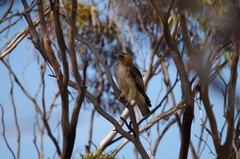 Hieraaetus morphnoides