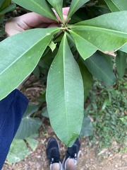 Ardisia sieboldii