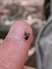 Tetragonula carbonaria