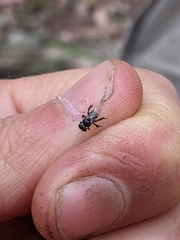 Tetragonula carbonaria