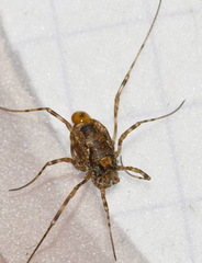 Platybunus pinetorum