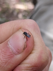 Tetragonula carbonaria