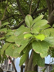 Sterculia monosperma