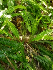 Blechnum chambersii