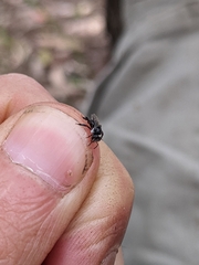 Tetragonula carbonaria