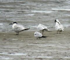 Thalasseus sandvicensis