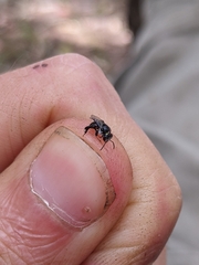 Tetragonula carbonaria