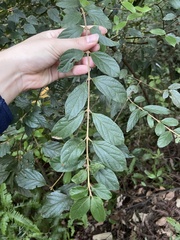 Viburnum luzonicum
