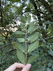 Viburnum luzonicum