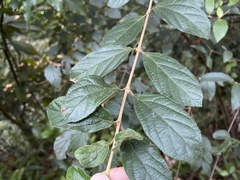 Viburnum luzonicum