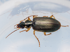 Platynini