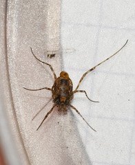Platybunus pinetorum
