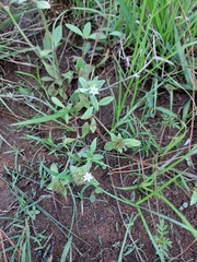 Richardia brasiliensis