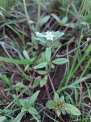 Richardia brasiliensis