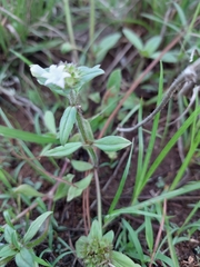 Richardia brasiliensis