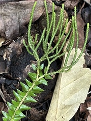 Phlegmariurus