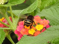 Amegilla quadrifasciata maderae