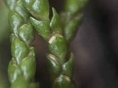 Phlegmariurus