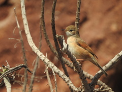 Curruca conspicillata