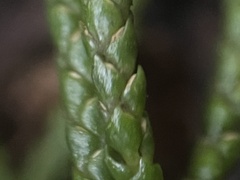 Phlegmariurus