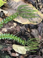 Phlegmariurus