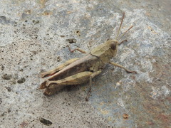 Calliptamus madeirae