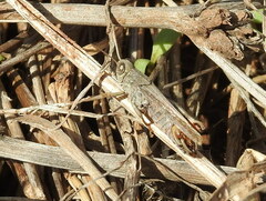 Calliptamus madeirae