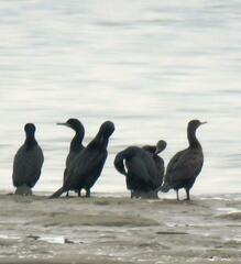 Phalacrocorax capensis