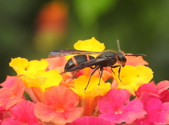 Ancistrocerus madaera