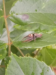 Opisthoncus polyphemus