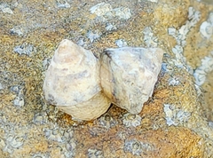 Bembicium auratum