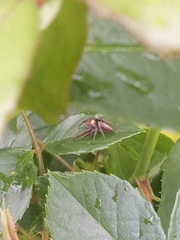 Opisthoncus polyphemus