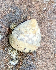 Bembicium auratum