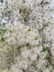 Clematis glycinoides