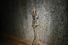 Hemidactylus triedrus