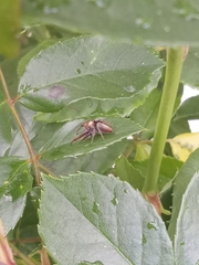 Opisthoncus polyphemus