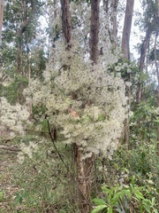 Clematis glycinoides
