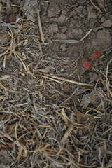 Dasymutilla erythrina