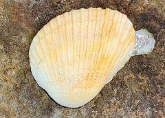 Anadara trapezia