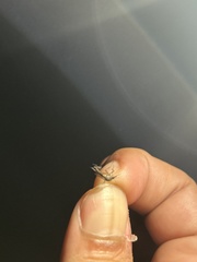 Psorophora cyanescens