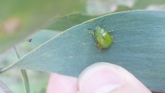 Calomela pallida