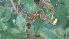 Echthromorpha agrestoria