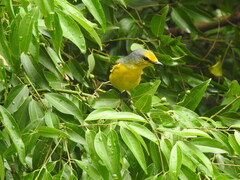 Pericrocotus speciosus