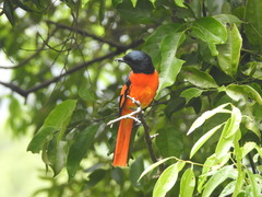 Pericrocotus speciosus