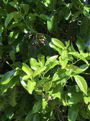 Pennantia cunninghamii