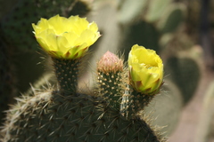 Opuntia leucotricha