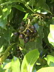 Pennantia cunninghamii